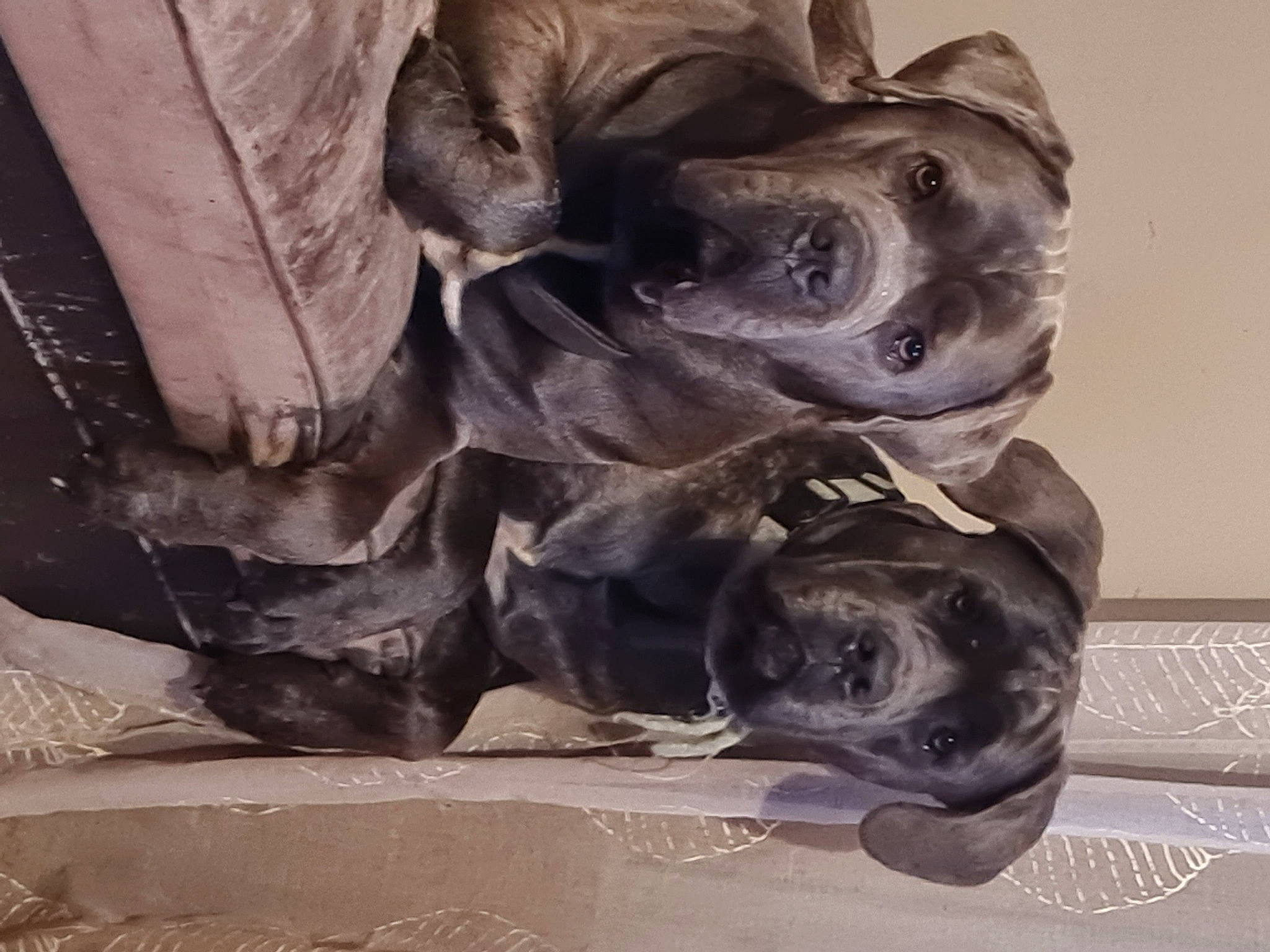 Stig a rejoint le concours — aidez-le/la à gagner de superbes lots ! canidae, carnivore, comfort, companion_dog, dog, dog_breed, fawn, fur, grey, guard_dog, liver, metal, non_sporting_group, paw, snout, sporting_group, terrestrial_animal, whiskers, working_animal, working_dog