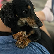 Buddy joined the competition — help win amazing prizes! dog, dachshund, pet, animal, black_and_tan, fur, paw, close_up, portrait, indoors, person, clothing, socks, lap, resting, cute, companion, blurred_background, relaxed, casual