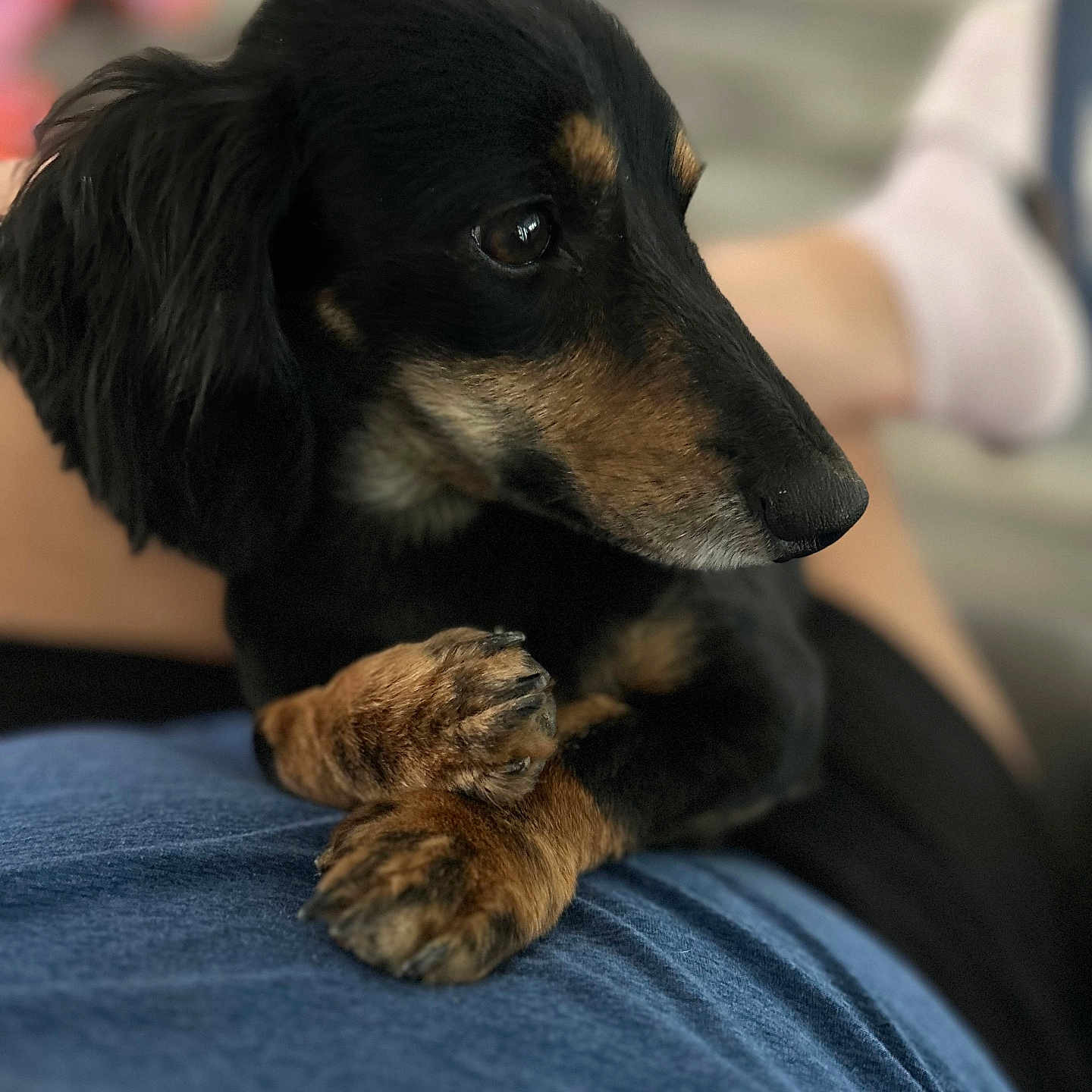 Buddy