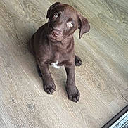 Leah joined the competition — help win amazing prizes! puppy, dog, brown, floor, wooden_floor, pet, young_dog, sitting, indoor, cute, animal, canine, looking_up, curious, head_tilt, small, domestic_animal, fur, eyes, waiting