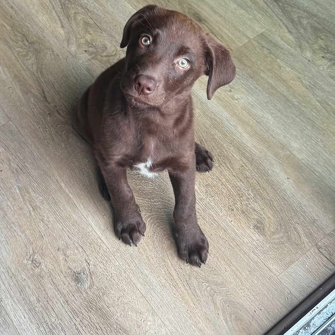 Leah joined the competition — help win amazing prizes! animal, brown, canine, curious, cute, dog, domestic_animal, eyes, floor, fur, head_tilt, indoor, looking_up, pet, puppy, sitting, small, waiting, wooden_floor, young_dog