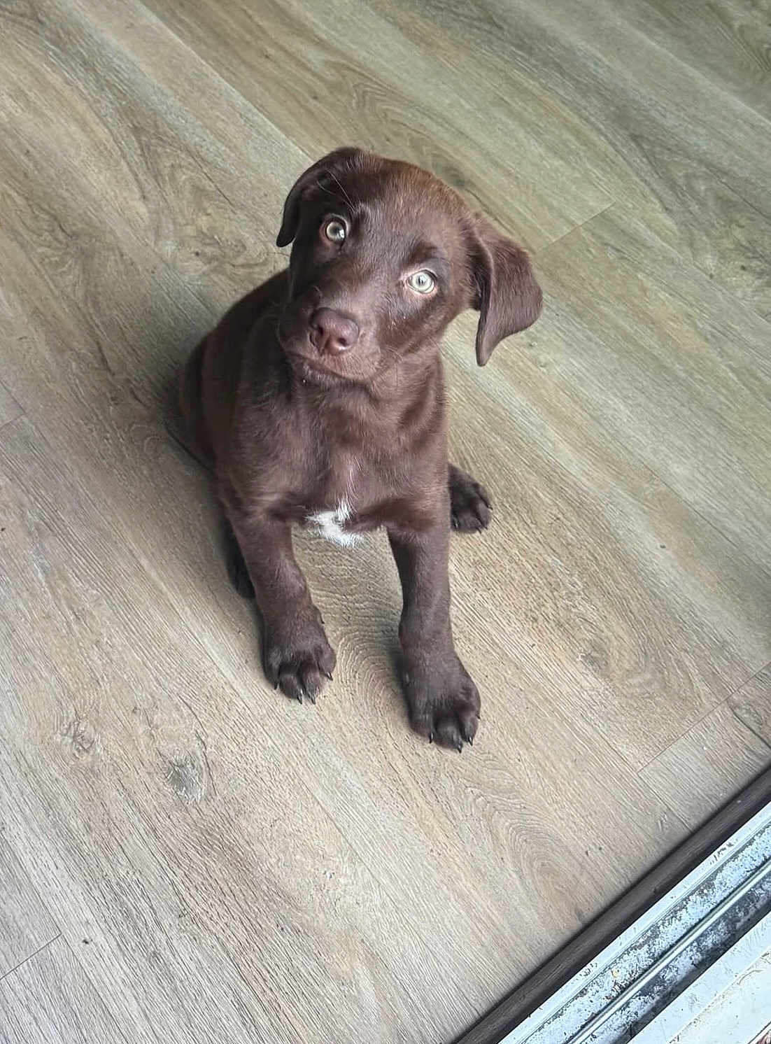 Leah joined the competition — help win amazing prizes! puppy, dog, brown, floor, wooden_floor, pet, young_dog, sitting, indoor, cute, animal, canine, looking_up, curious, head_tilt, small, domestic_animal, fur, eyes, waiting