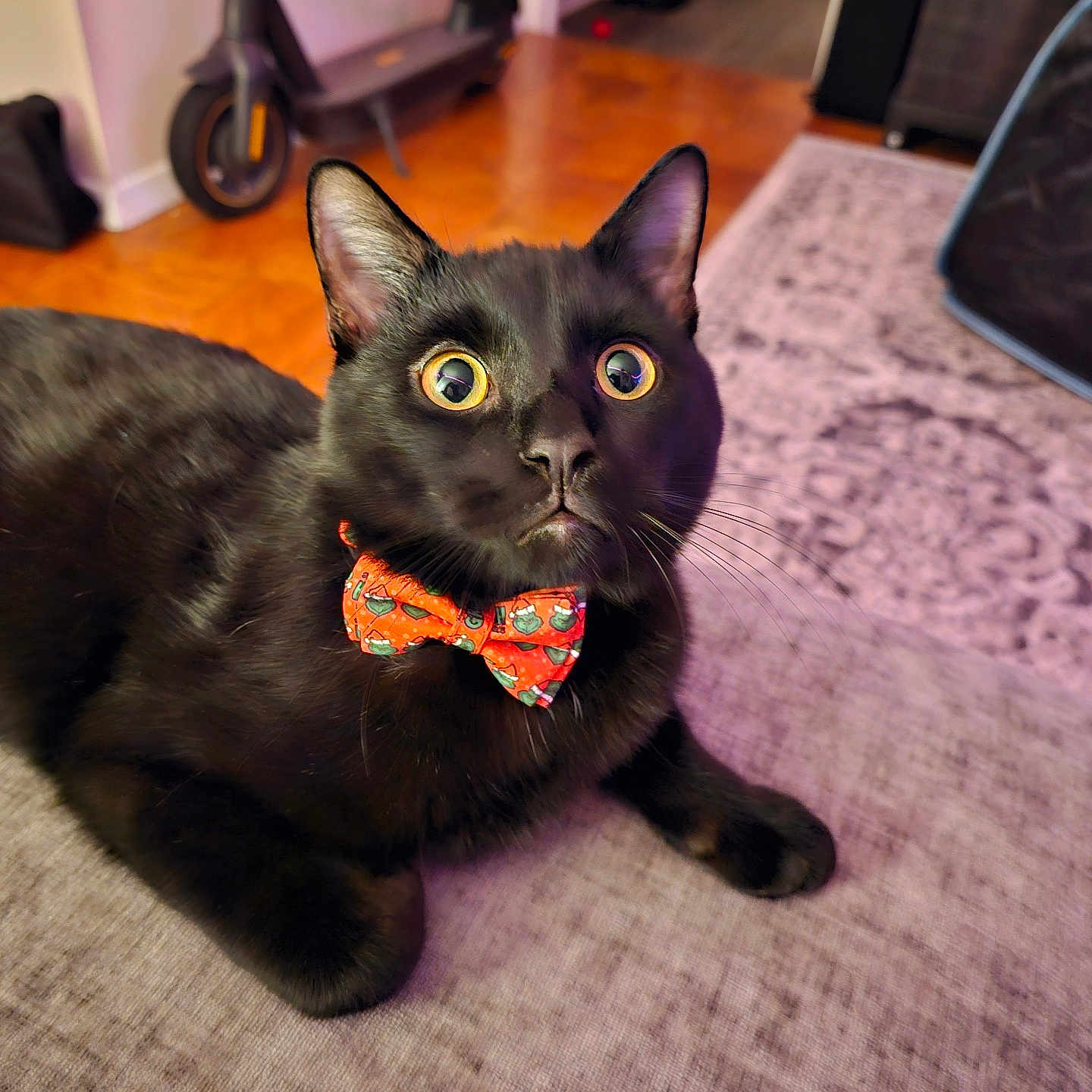 Salem is registered to the contest to win money with this photo: accessories, animal, bag, bicycle, blackcat, cat, couch, e_scooter, formalwear, furniture, handbag, hardwood, machine, manx, pet, strap, tie, transportation, vehicle, wood