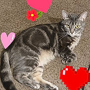 Lemmiwinks is registered to the contest to win money with this photo: cat, gray_tabby, pet, animal, lying_down, carpet, whiskers, ears, tail, paws, indoor, cute, relaxed, feline, fur, striped, domestic_cat, heart_sticker, flower_sticker, playful