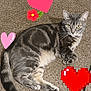 cat, gray_tabby, pet, animal, lying_down, carpet, whiskers, ears, tail, paws, indoor, cute, relaxed, feline, fur, striped, domestic_cat, heart_sticker, flower_sticker, playful