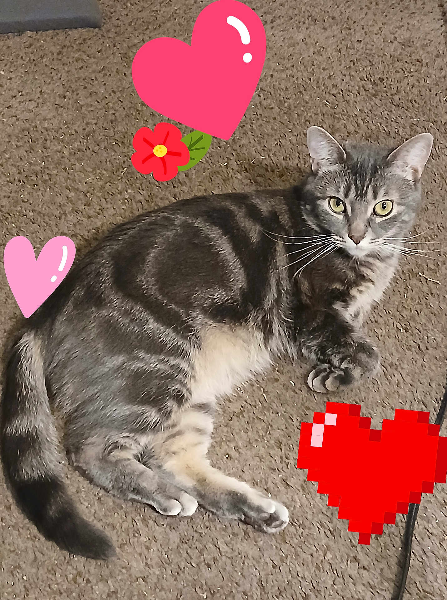 Lemmiwinks is registered to the contest to win money with this photo: cat, gray_tabby, pet, animal, lying_down, carpet, whiskers, ears, tail, paws, indoor, cute, relaxed, feline, fur, striped, domestic_cat, heart_sticker, flower_sticker, playful