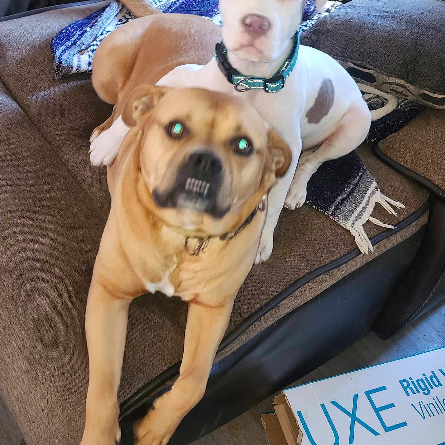 Buddy And Ricky