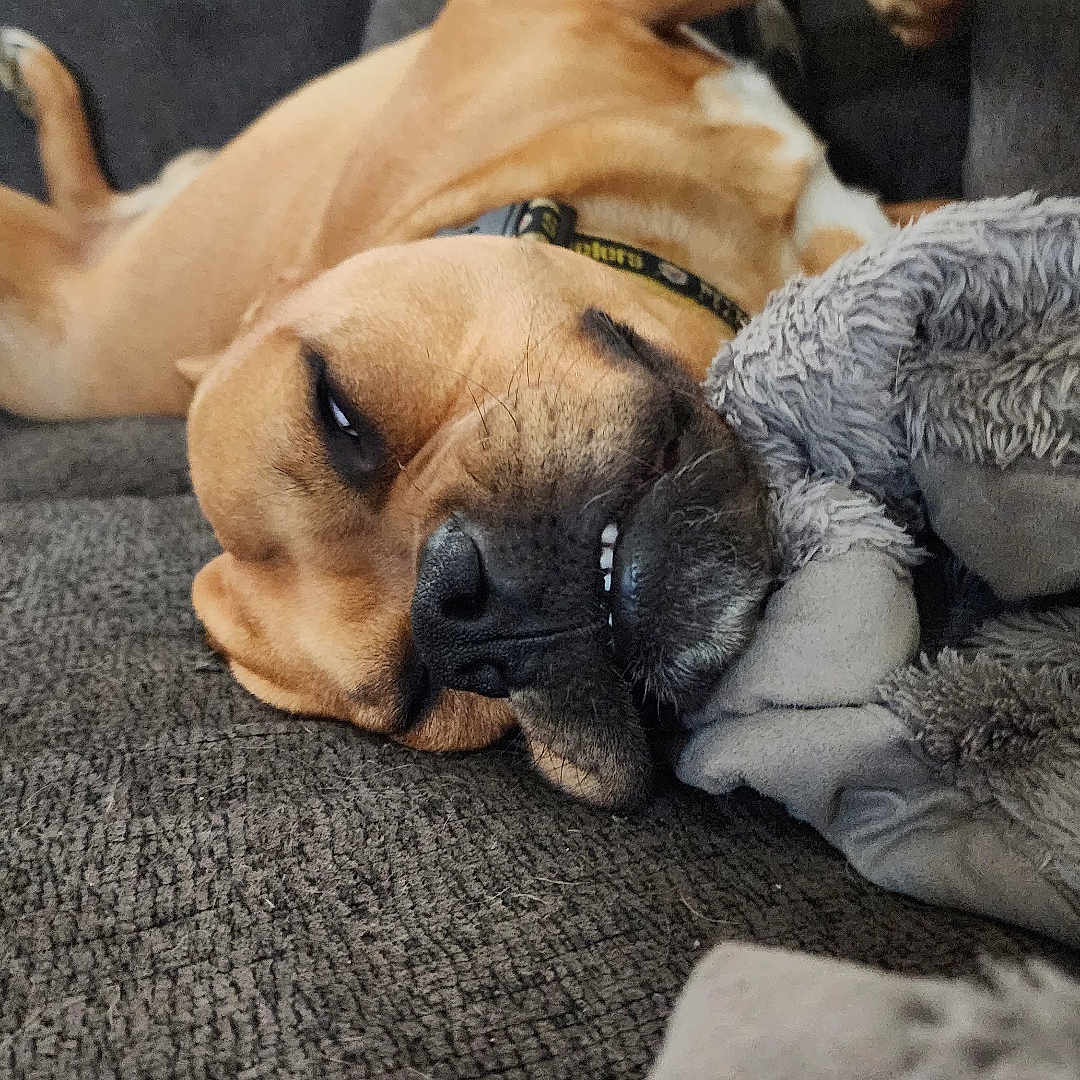 Buddy