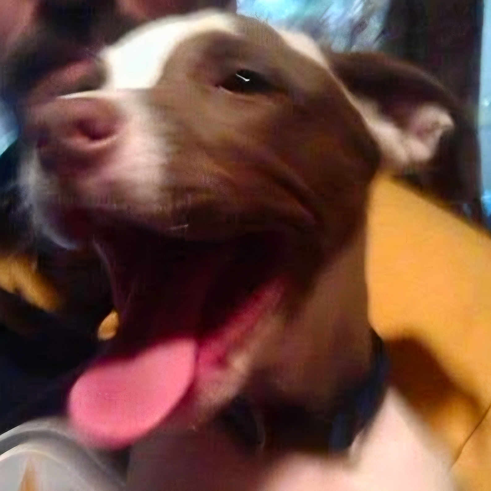 Rocky joined the competition — help win amazing prizes! animal, blur, brown, canine, close_up, collar, companion, dog, ears, excited, face, fur, happy, indoor, mouth, pet, playful, snout, tongue, white