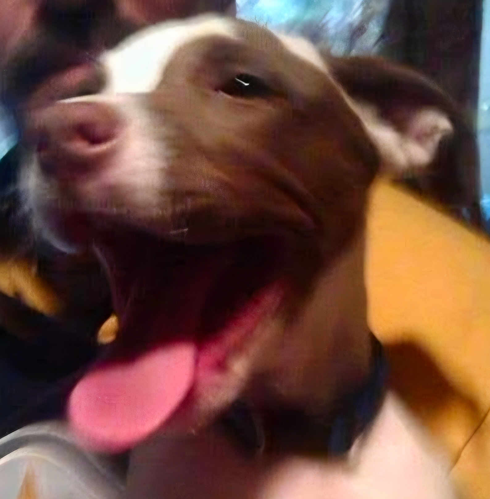 Rocky joined the competition — help win amazing prizes! dog, tongue, close_up, pet, animal, brown, white, collar, mouth, happy, blur, indoor, canine, fur, ears, snout, excited, playful, face, companion