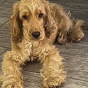 Aston participe au concours pour gagner de l'argent avec cette photo : animal, canine, companion, cute, dog, ears, floor, fluffy, fur, golden, indoor, looking_at_camera, lying_down, nose, paw, pet, puppy, tile, whiskers, young