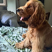 Aston a rejoint le concours — aidez-le/la à gagner de superbes lots ! animal, bed, blanket, comfort, cozy, cute, dog, fur, golden_retriever, guitar, home, indoor, pet, portrait, relaxed, room, side_view, tongue_out, wavy_fur, window