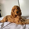 animal, bed, canine, cocker_spaniel, companion, cozy, curly_fur, cute, dog, domestic_animal, fluffy, fur, golden, indoor, lying_down, pet, relaxed, resting, sleepy, white_bedspread