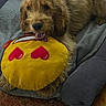 animal, blanket, carpet, comfort, cozy, cute, dog, fur, heart_eyes_emoji, indoor, lying_down, pet, pillow, playful, plush_toy, puppy, relaxed, smiling, toy, yellow