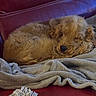 Aston participe au concours pour gagner de l'argent avec cette photo : blanket, canine, companion, cozy, curled_up, cute, dog, domestic_animal, fur, indoor, nap, pet, puppy, red_leather_couch, relaxing, resting, sleeping, small_dog, soft_texture, toy