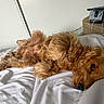 animal, bed, cable, cozy, curly_fur, dog, electronic_device, fur, golden_fur, head, indoors, lying_down, nightstand, nose, paw, pet, relaxed, resting, sleepy, white_bedspread