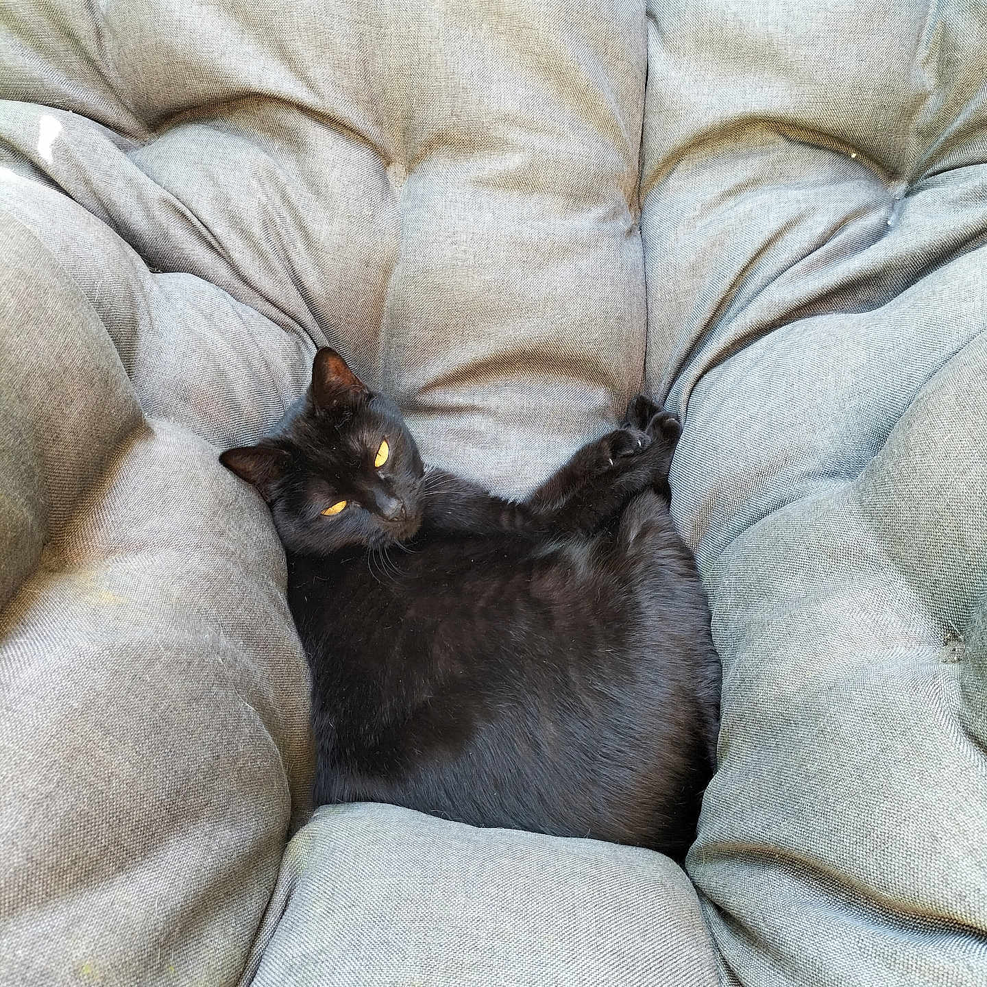 Doudou a rejoint le concours — aidez-le/la à gagner de superbes lots ! abyssinian, animal, architecture, armchair, blackcat, blanket, building, cat, chair, couch, cushion, furniture, homedecor, indoors, kitten, linen, manx, person, pet, sleeping