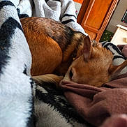 Tara participe au concours pour gagner de l'argent avec cette photo : animal, blanket, brown, collar, comfort, cozy, curled_up, dog, ears, fur, home, indoor, pet, relaxed, resting, sleeping, snout, soft_texture, warm, wooden_furniture