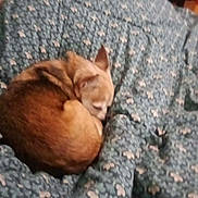 Tara participe au concours pour gagner de l'argent avec cette photo : dog, chihuahua, pet, sleeping, curled, blanket, pattern, bed, indoor, cozy, small_dog, fur, ear, nap, domestic_animal, bedroom, lamp, bottle, furniture, blurry