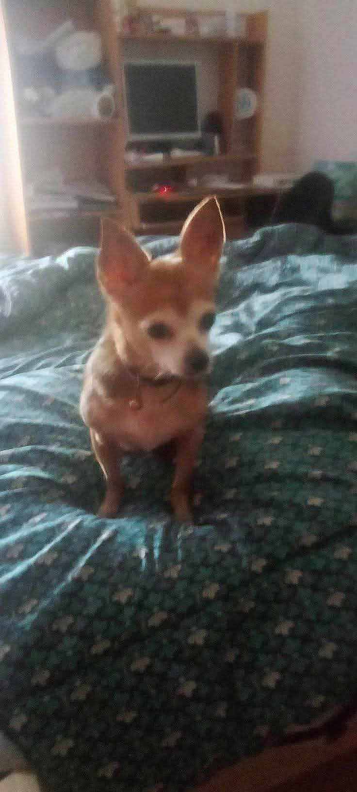 Tara a rejoint le concours — aidez-le/la à gagner de superbes lots ! dog, chihuahua, bed, blanket, bedroom, tv, shelves, furniture, pet, fur, ears, collar, small_dog, standing, indoor, blurred, out_of_focus, cozy, domestic, portrait