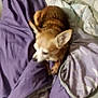 Tara a rejoint le concours — aidez-le/la à gagner de superbes lots ! dog, chihuahua, small_dog, pet, blanket, purple_blanket, bedding, bed, couch, indoor, fur, ears, paws, resting, cozy, comforter, quilt, home, domestic, brown_fur