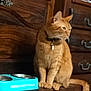 cat, orange_cat, tabby, pet, collar, tag, food_bowl, double_bowl, turquoise, dinner_bowl, wooden_dresser, furniture, indoor, sitting, paws, tail, fur, portrait, looking_away, domestic