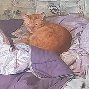 Nemo participe au concours pour gagner de l'argent avec cette photo : animal, bed, blanket, cat, cozy, cute, domestic_cat, feline, fur, home, indoor, orange_cat, patterned_blanket, pet, purple_blanket, relaxed, resting, sleepy, soft, warm