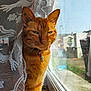 cat, ginger_cat, pet, feline, window, windowsill, lace_curtain, sunlight, indoor, collar, bell, close_up, portrait, whiskers, orange_fur, paw, home, looking_out, reflection, urban_background