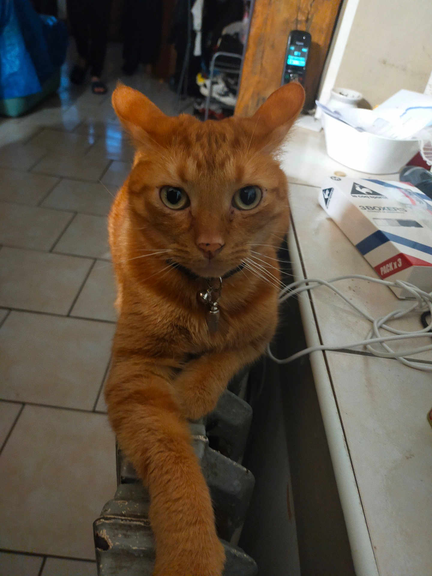 Nemo participe au concours pour gagner de l'argent avec cette photo : cat, orange_cat, ginger_cat, feline, pet, collar, bell, whiskers, green_eyes, close_up, radiator, countertop, tiles, indoor, household, cords, phone, box, papers, portrait