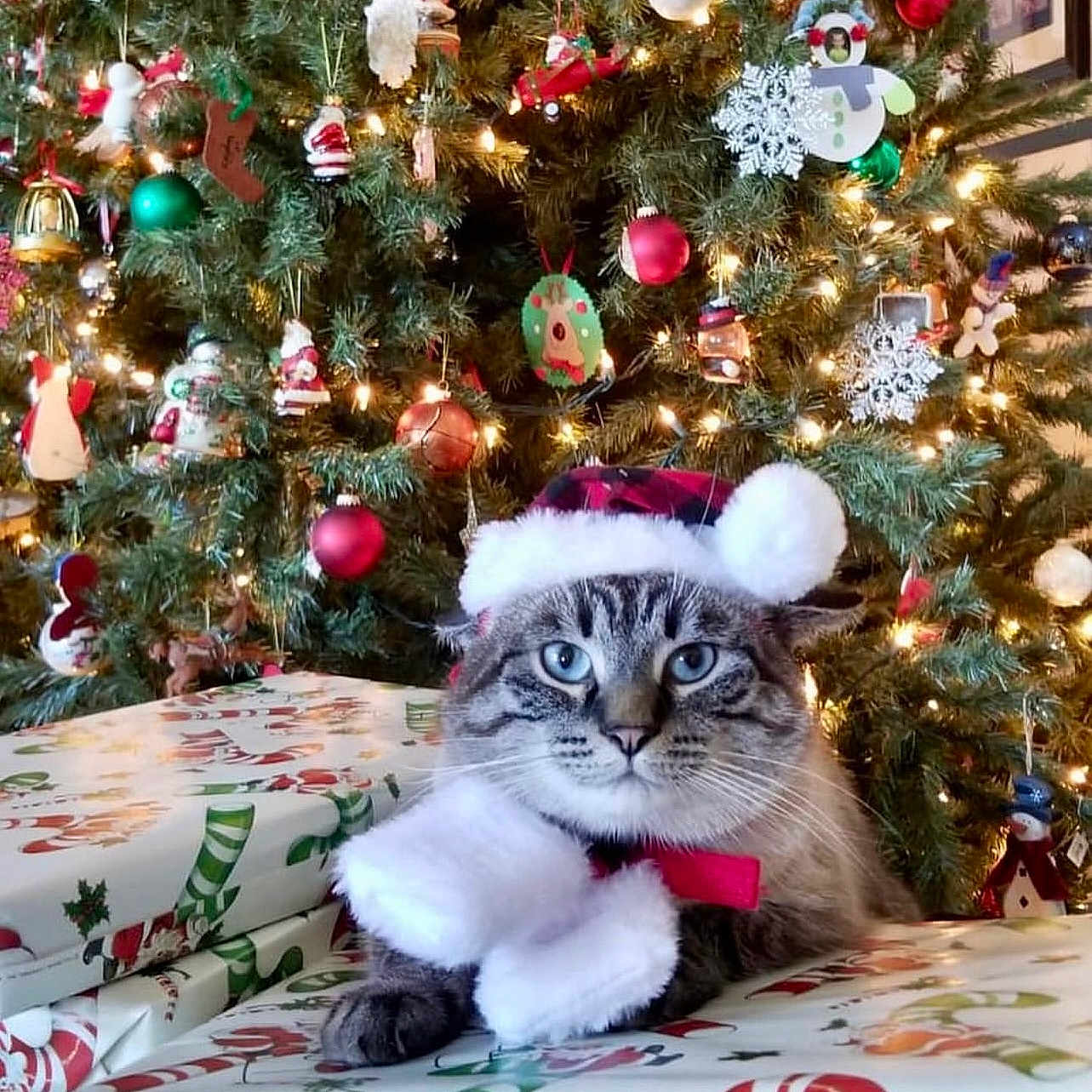 Bule joined the competition — help win amazing prizes! accessories, animal, cat, christmas, christmasdecorations, christmastree, christmastreeornaments, conifer, couch, cushion, festival, furniture, homedecor, kitten, lighting, manx, person, pet, plant, tree