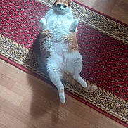 Prince participe au concours pour gagner de l'argent avec cette photo : animal, carpet, cat, curious, cute, domestic_cat, feline, floor, fluffy, home, indoor, lying_down, orange_cat, paws_up, pet, red_rug, relaxed, shadow, white_cat, wooden_floor