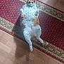 animal, carpet, cat, curious, cute, domestic_cat, feline, floor, fluffy, home, indoor, lying_down, orange_cat, paws_up, pet, red_rug, relaxed, shadow, white_cat, wooden_floor