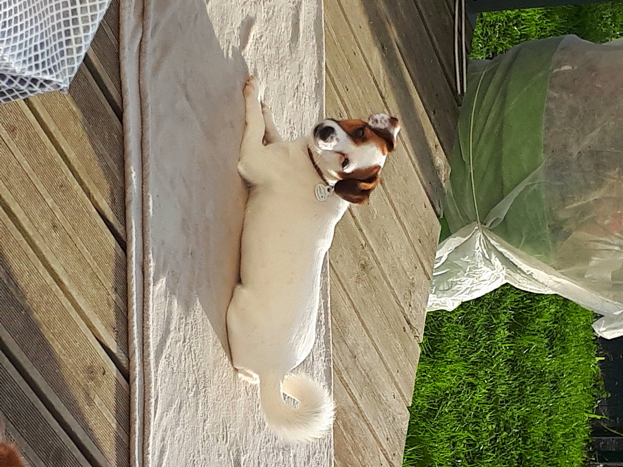 Ines a rejoint le concours — aidez-le/la à gagner de superbes lots ! canidae, carnivore, companion_dog, dog, dog_breed, fawn, felidae, grass, plant, shade, shadow, small_to_medium_sized_cats, snout, sporting_group, tail, terrestrial_animal, tints_and_shades, trunk, whiskers, wood