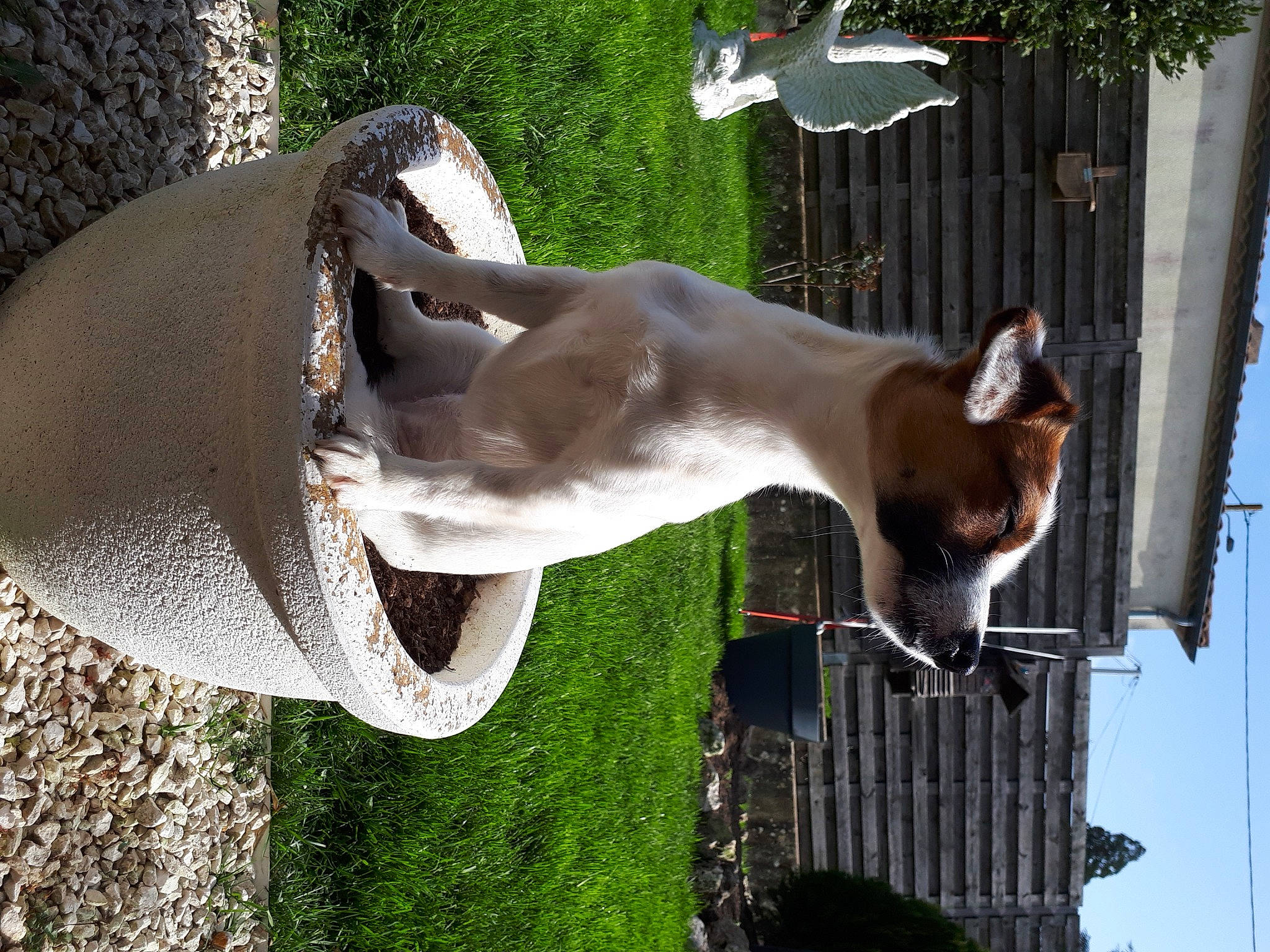 Ines participe au concours pour gagner de l'argent avec cette photo : art, dog, dog_breed, fawn, grass, green, jaw, mammal, plant, sculpture, sky, snout, sporting_group, statue, tail, tree, vertebrate, water, wildlife, wood