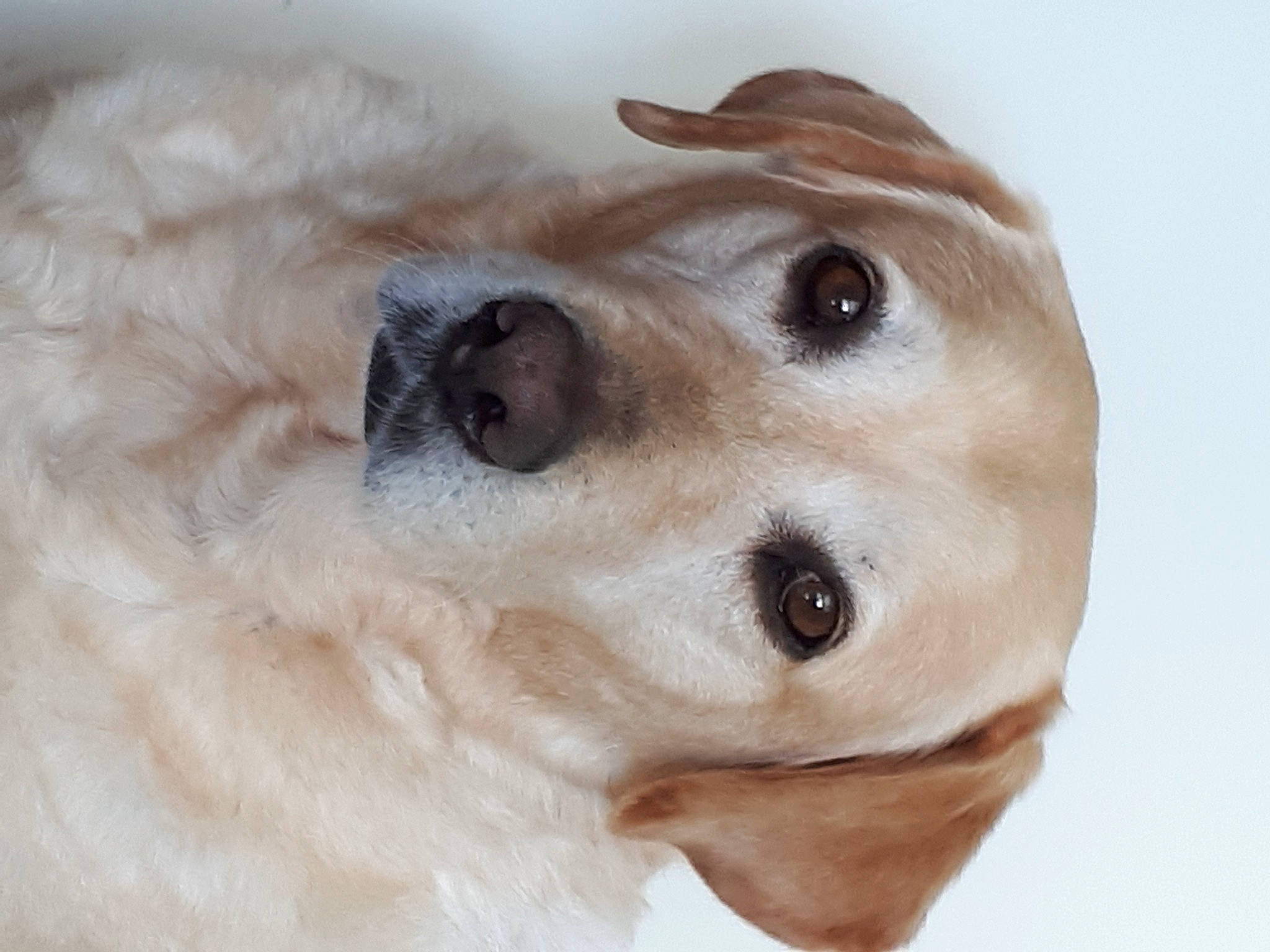 Chipie Belle a rejoint le concours — aidez-le/la à gagner de superbes lots ! canidae, carnivore, companion_dog, dog, dog_breed, dog_collar, ear, eye, eyelash, fawn, fur, liver, non_sporting_group, paw, puppy, snout, sporting_group, toy, whiskers, working_animal