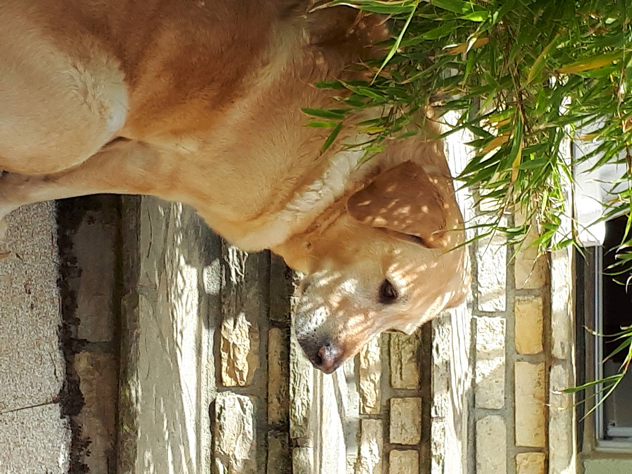 Chipie Belle participe au concours pour gagner de l'argent avec cette photo : big_cats, canidae, fawn, felidae, grass, jaw, lion, liver, plant, snout, sporting_group, terrestrial_animal, tree, trunk, twig, whiskers, wildlife, wood, working_animal, wrinkle