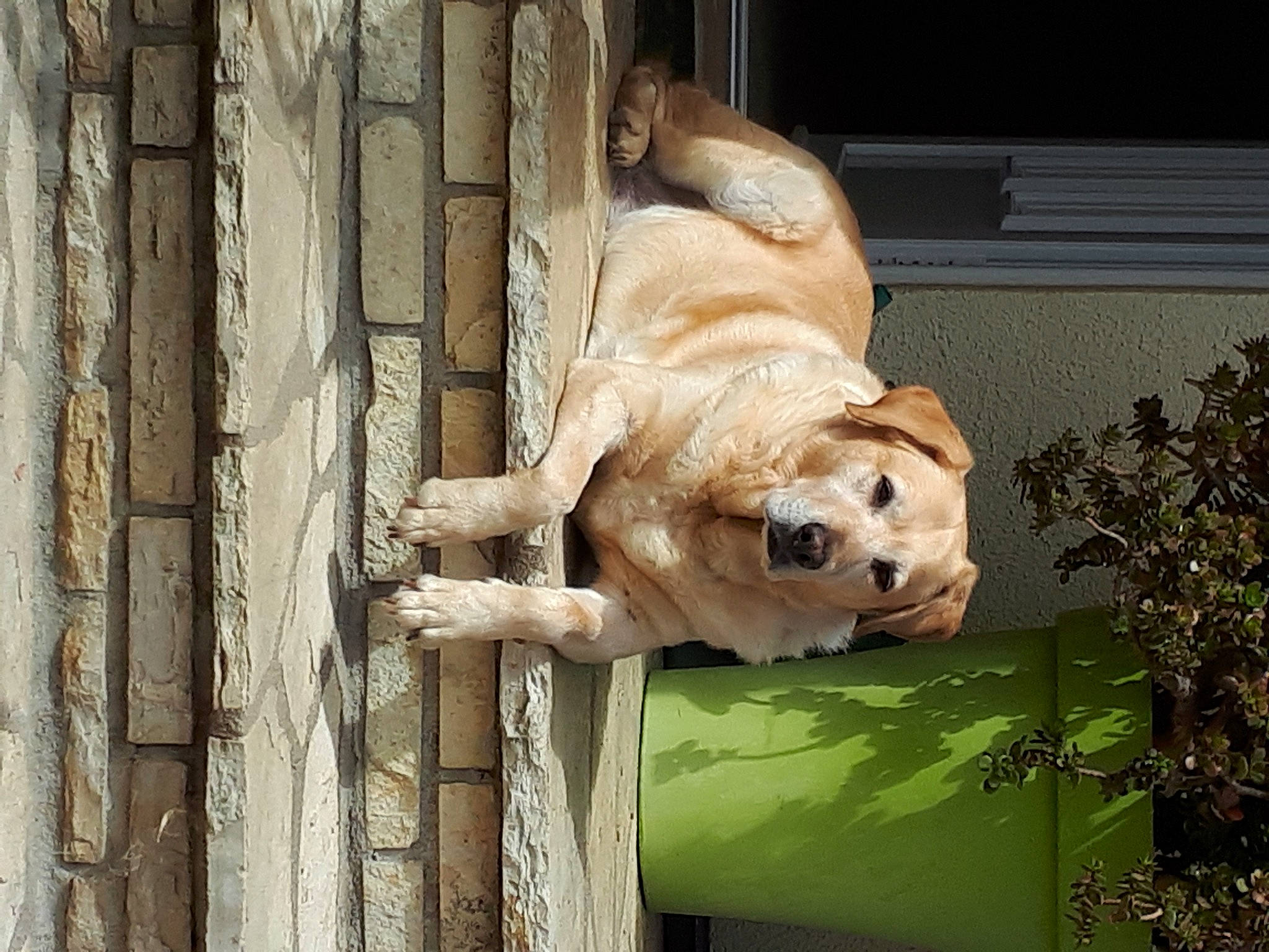 Chipie Belle a rejoint le concours — aidez-le/la à gagner de superbes lots ! animal_shelter, canidae, carnivore, companion_dog, dog, dog_breed, fawn, ori_pei, plant, shar_pei, snout, sporting_group, terrestrial_animal, tree, trunk, water, window, wood, working_animal, wrinkle