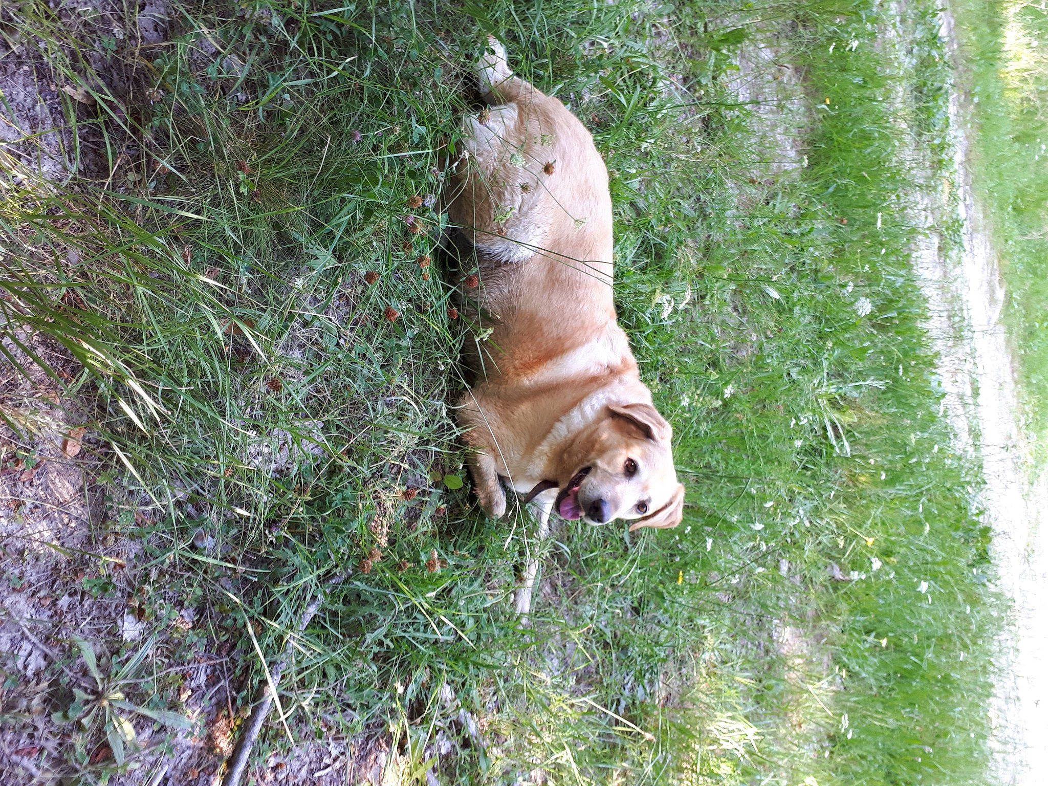 Chipie Belle participe au concours pour gagner de l'argent avec cette photo : canidae, carnivore, collar, companion_dog, dog, dog_breed, dog_collar, dog_supply, fawn, grass, groundcover, leash, plant, retriever, snout, spitz, sporting_group, street_dog, tail, working_animal