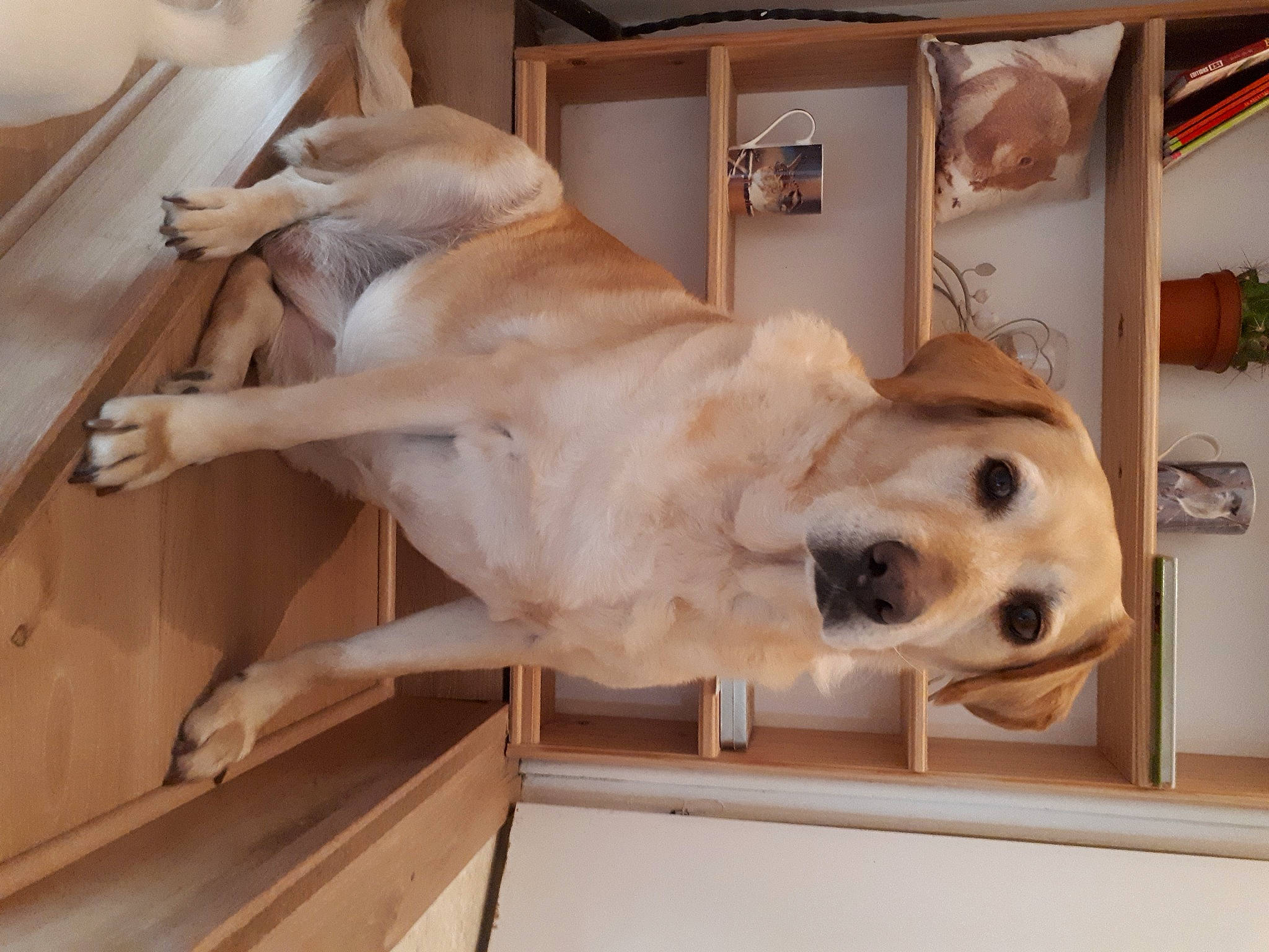 Chipie Belle a rejoint le concours — aidez-le/la à gagner de superbes lots ! art, carnivore, collar, companion_dog, dog, dog_breed, fawn, flooring, fur, giant_dog_breed, paw, pet_supply, picture_frame, retriever, shelf, snout, sporting_group, whiskers, wood, working_animal