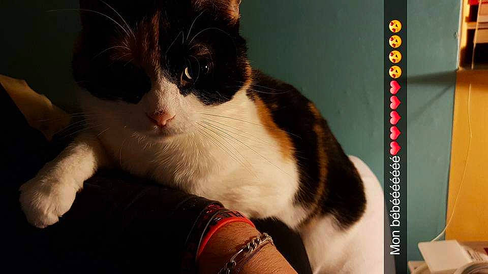 Kitkat a rejoint le concours — aidez-le/la à gagner de superbes lots ! american_wirehair, carnivore, cat, domestic_short_haired_cat, felidae, fur, kitten, nose, photo_caption, polydactyl_cat, small_to_medium_sized_cats, whiskers