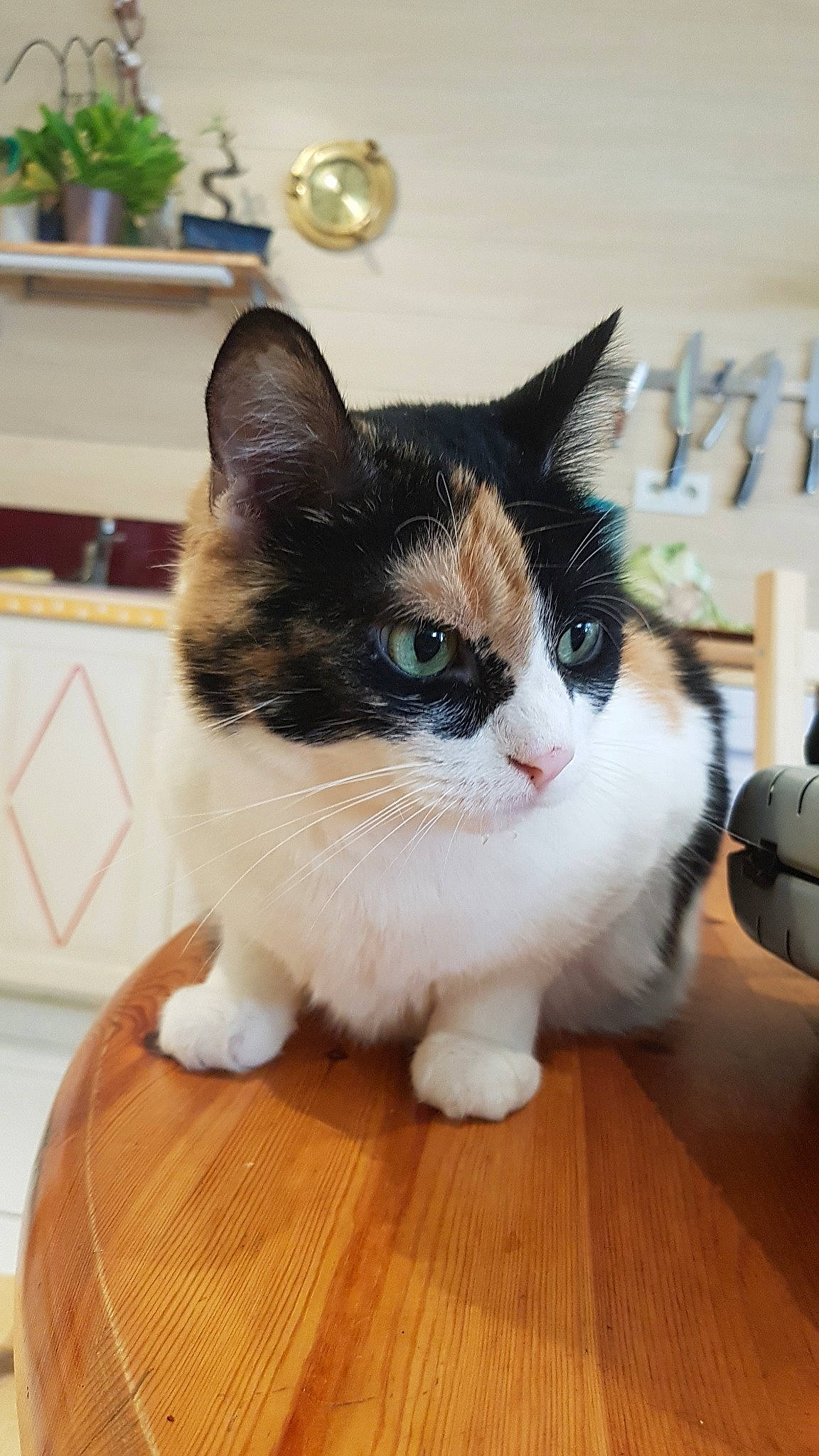 Kitkat a rejoint le concours — aidez-le/la à gagner de superbes lots ! aegean_cat, american_wirehair, asian, carnivore, cat, domestic_short_haired_cat, european_shorthair, fawn, felidae, fur, japanese_bobtail, kitten, mammal, munchkin, norwegian_forest_cat, polydactyl_cat, ragamuffin, small_to_medium_sized_cats, vertebrate, whiskers