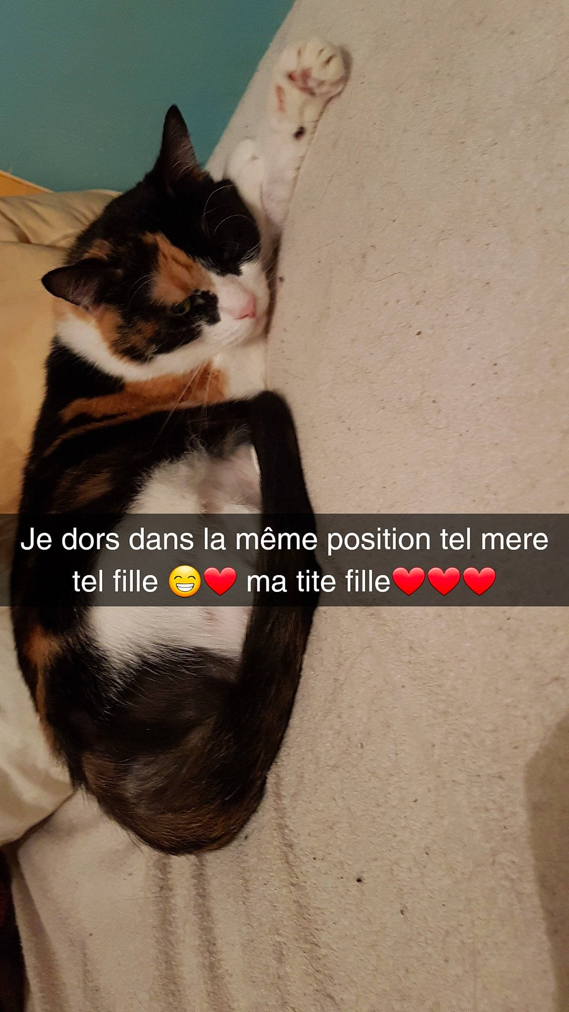 Kitkat participe au concours pour gagner de l'argent avec cette photo : asian, carnivore, cat, domestic_short_haired_cat, ear, european_shorthair, felidae, kitten, norwegian_forest_cat, photo_caption, small_to_medium_sized_cats, snout, tail, whiskers