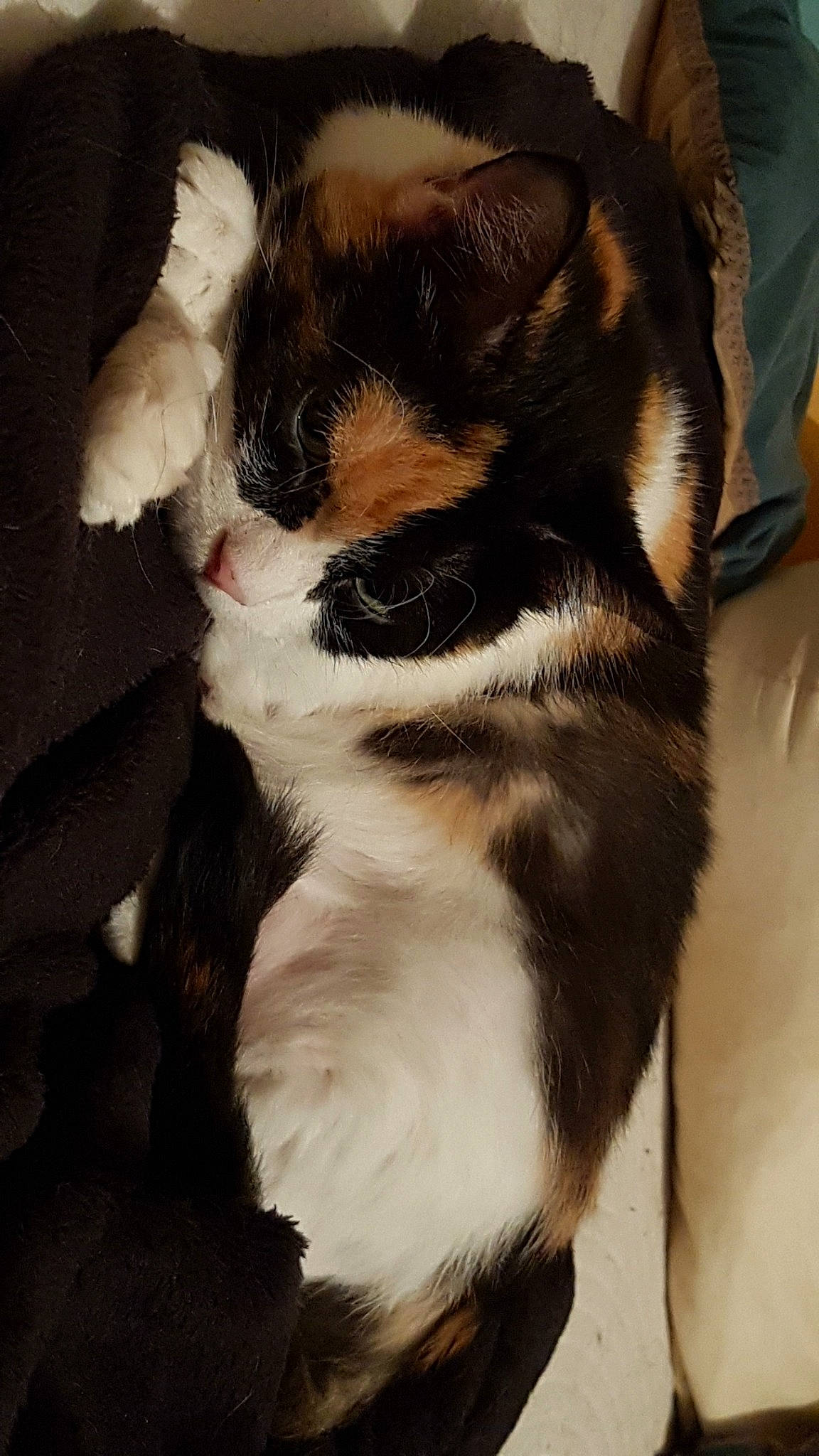 Kitkat participe au concours pour gagner de l'argent avec cette photo : canidae, carnivore, companion_dog, dog, dog_breed, ear, fawn, fur, puppy, puppy_love, shih_tzu, snout, sporting_group, tail, toy_dog, whiskers