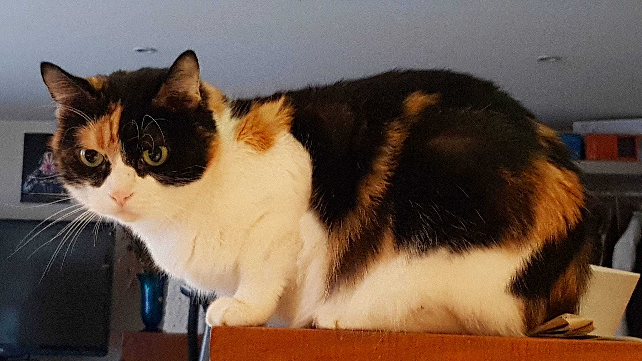 Kitkat a rejoint le concours — aidez-le/la à gagner de superbes lots ! aegean_cat, american_wirehair, british_semi_longhair, carnivore, cat, cymric, domestic_long_haired_cat, domestic_short_haired_cat, european_shorthair, fawn, felidae, fur, japanese_bobtail, kitten, mammal, small_to_medium_sized_cats, tail, vertebrate, whiskers