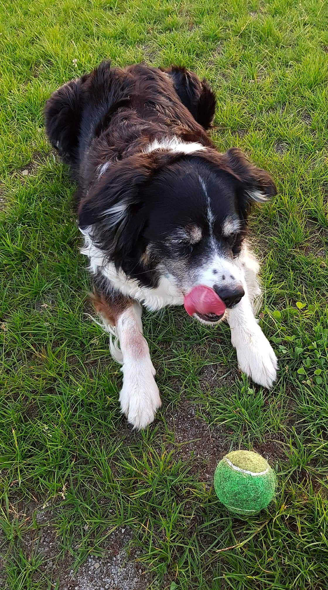 Gaby participe au concours pour gagner de l'argent avec cette photo : border_collie, canidae, carnivore, companion_dog, dog, dog_breed, grass, mammal, puppy, rare_breed_dog, snout, spaniel, sporting_group, stabyhoun