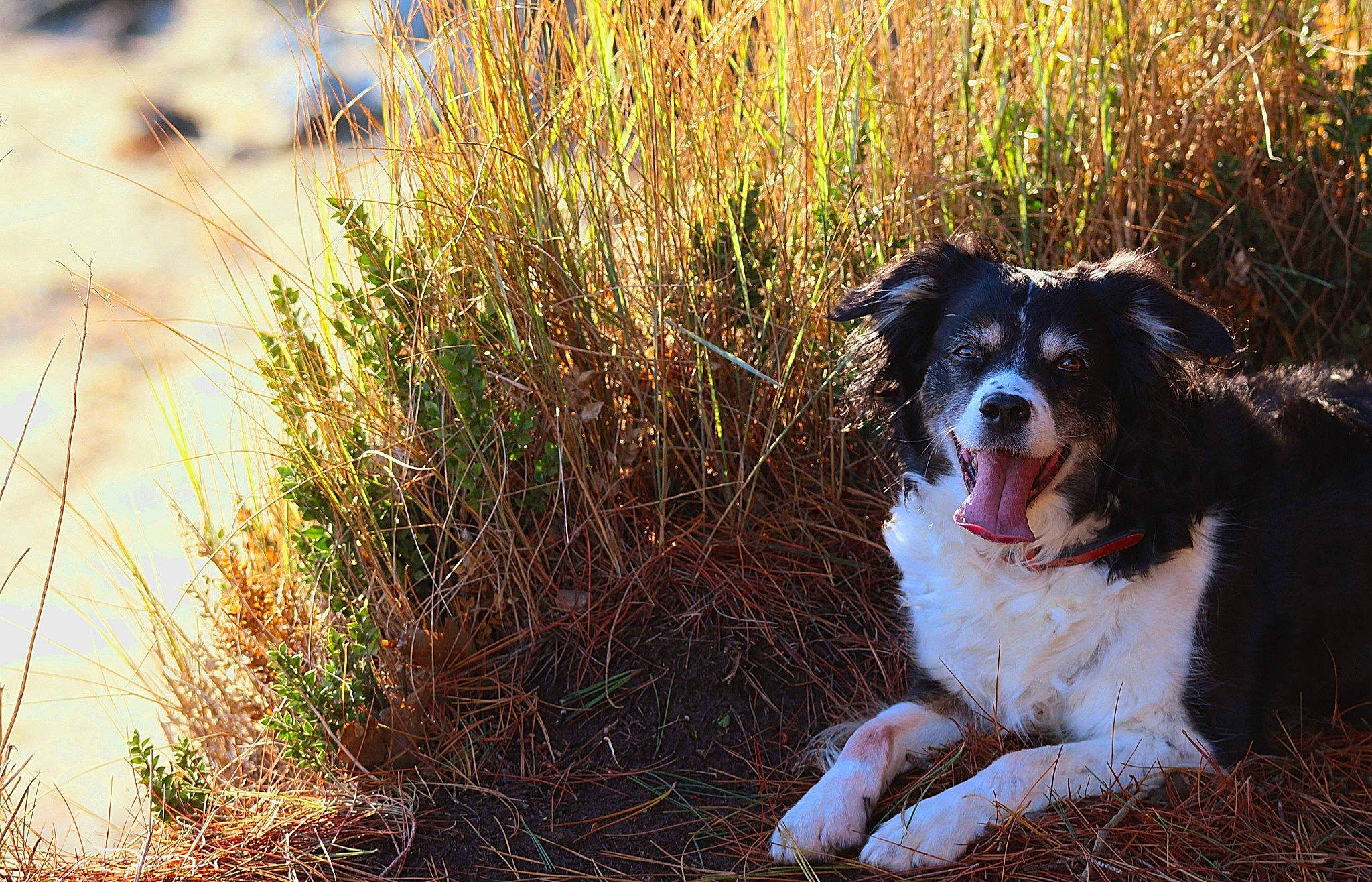 Gaby a rejoint le concours — aidez-le/la à gagner de superbes lots ! adventure, australian_shepherd, border_collie, canidae, carnivore, companion_dog, dog, dog_breed, drentse_patrijshond, english_springer_spaniel, eye, grass, grass_family, herding_dog, mammal, plant, sporting_group, stabyhoun, sunlight, tree
