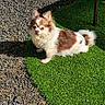 dog, chihuahua, small_dog, brown_and_white, fluffy, artificial_grass, outdoor, sunlight, pet, relaxing, grass_patch, gravel, animal, canine, furry, leisure, nature, companion, cute, resting