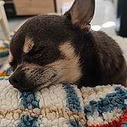 U-Boy a rejoint le concours — aidez-le/la à gagner de superbes lots ! dog, sleeping, blanket, closeup, indoor, pet, cozy, cute, fur, rest, nap, small_dog, chihuahua, texture, colorful, comfort, animal, relaxation, face, snout