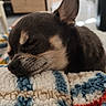dog, sleeping, blanket, closeup, indoor, pet, cozy, cute, fur, rest, nap, small_dog, chihuahua, texture, colorful, comfort, animal, relaxation, face, snout