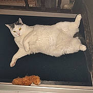 Flocon a rejoint le concours — aidez-le/la à gagner de superbes lots ! cat, white_cat, gray_patches, lying_down, indoor, pet, furry, relaxed, toy, orange_toy, mat, floor, paws, eyes, cute, animal, domestic_cat, resting, cozy, home